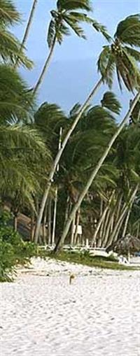 Coconut Trees  by the beach